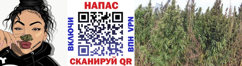 Бошки марихуана конопля  купить закладку  shop Telegram  Тулун 